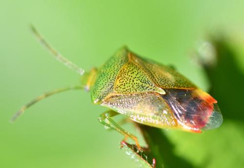 Elasmostethus sp.